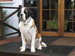 St Bernards Hotel - Restaurant Darwin 0