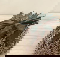 Kokedama Workshop - Restaurant Darwin