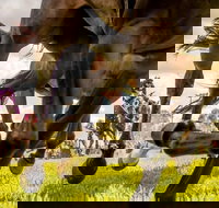 Night Markets and Race Day - Restaurant Darwin