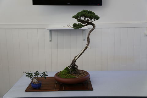 Wauchope Bonsai Workshop Group - Restaurant Darwin 0