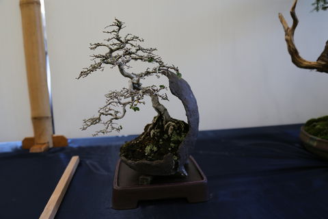 Wauchope Bonsai Workshop Group - Restaurant Darwin 1