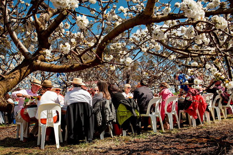 Young Cherry Blossom Long Lazy Lunch - Restaurant Darwin 0