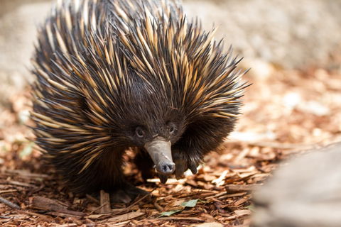 Aussie Wildlife Course - July/August/September - Restaurant Darwin 0