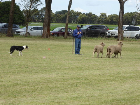 Dean Sheepdog Trials - Old Sniff Classic - Restaurant Darwin 0