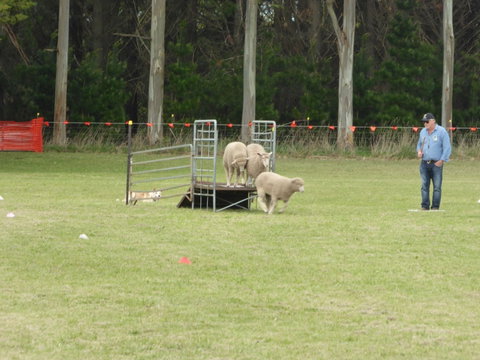 Dean Sheepdog Trials - Old Sniff Classic - Restaurant Darwin 2