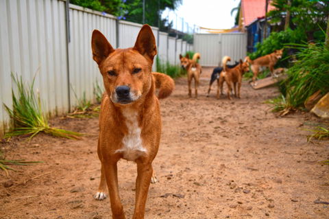 Dingo Den Discovery Experience - Restaurant Darwin 2