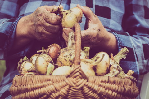 Grafton Farmers Market - Restaurant Darwin 0