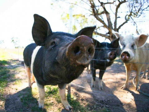 Mudgee Farm Walks - Restaurant Darwin 0