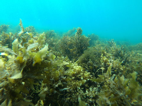 Recovery Of The Great Barrier Reef - Restaurant Darwin 2