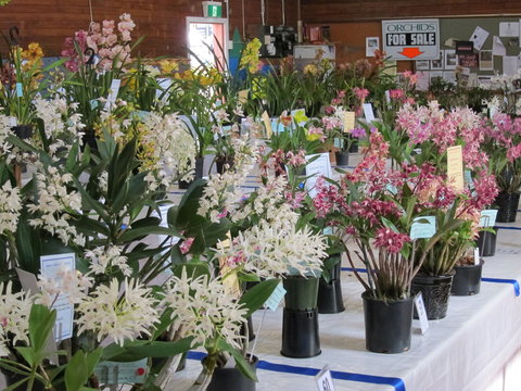 Sapphire Coast Orchid Club Spring Orchid Show - Restaurant Darwin 0