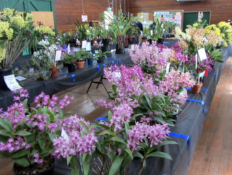Sapphire Coast Orchid Club Spring Orchid Show - Restaurant Darwin 1