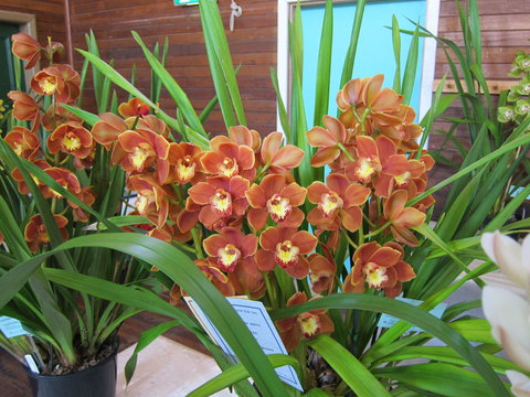 Sapphire Coast Orchid Club Spring Orchid Show - Restaurant Darwin 2