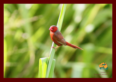 Spring Into Finches And Softbills - Restaurant Darwin 0