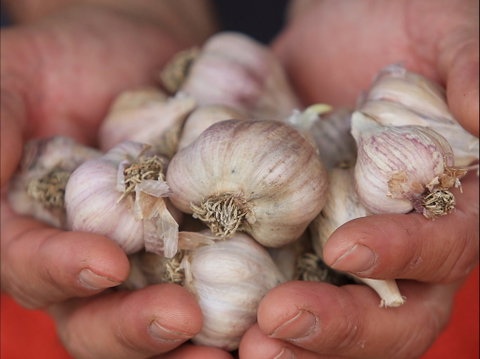 Armidale Farmers' Market - Restaurant Darwin 0