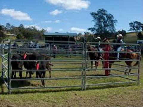 Dungog Team Penning - Restaurant Darwin 0