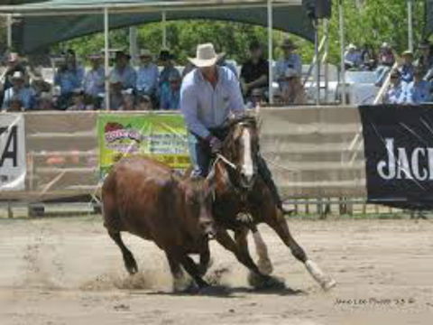 Dungog Team Penning - Restaurant Darwin 1