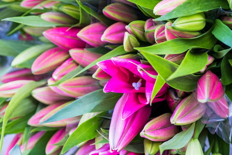 Harvest Launceston Community Farmers' Market - Restaurant Darwin 0