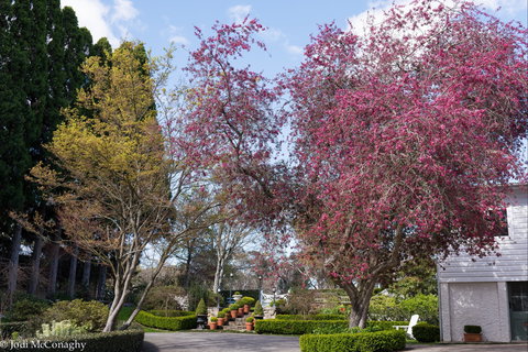 Leura Gardens Festival - Cancelled - Restaurant Darwin 0