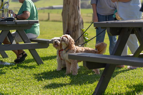Live Music Sundays At Mountain Ridge Wines - Restaurant Darwin 1