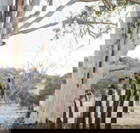 Sculptures in the Garden - Restaurant Darwin