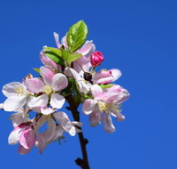 Spring time at Hunter Valley Gardens - Restaurant Darwin