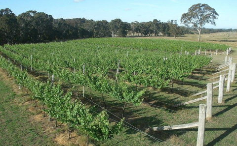 Yarralaw Springs Wines  - Cellar Door Wine Tasting - Restaurant Darwin 1