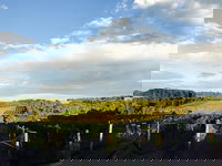 Rare Hare at Willow Creek Vineyard