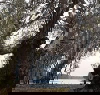 The Forest Door - Restaurant Darwin