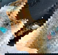 Foster's Bakery - Restaurant Darwin