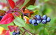 Drum Drum Blueberry Farm - thumb 1