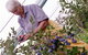 Drum Drum Blueberry Farm - thumb 2