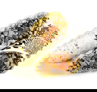 Guzman y Gomez - Hamilton - Restaurant Darwin