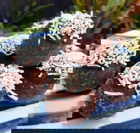 Watkins Bay Coffee Trading Company - Restaurant Darwin