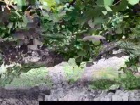 Tatachilla Takeaway and Tatachilla Restaurant Darwin Restaurant Darwin