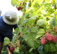 Springwood Farm Berries - Restaurant Darwin