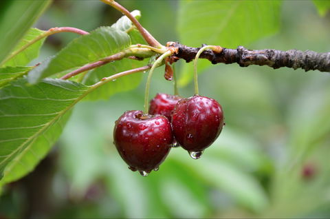 Red Hill Cherry Farm - Restaurant Darwin 0