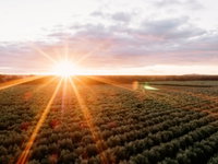 Rich Glen Olive Farm
