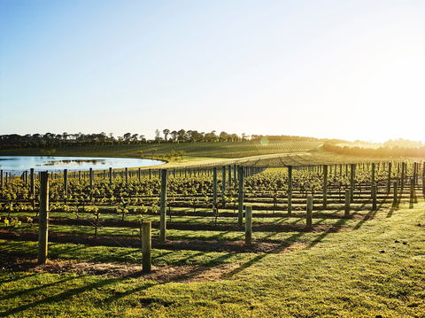 Wine Terrace And Cellar Door At Pt Leo Estate - Restaurant Darwin 0
