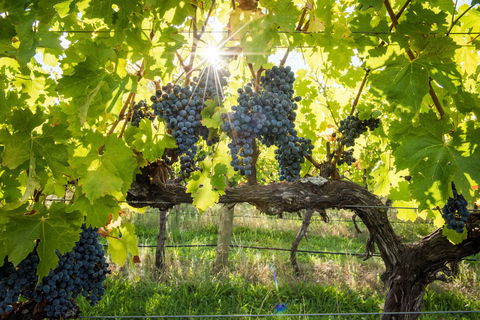 Ross Hill Wines - Restaurant Darwin 1