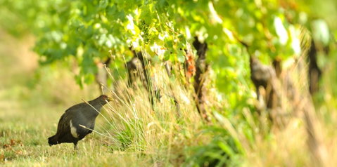 Stoney Rise Wine Company - Restaurant Darwin 2