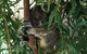 Wild Life Hamilton Island - thumb 0