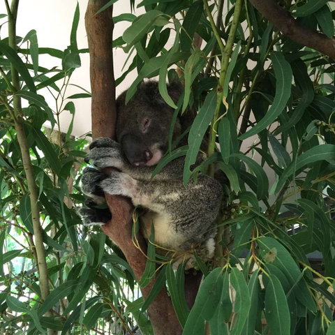 Wild Life Hamilton Island - Restaurant Darwin 0