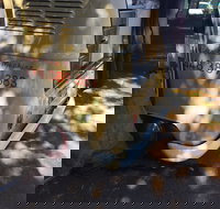 Kombi Koffein - Restaurant Darwin