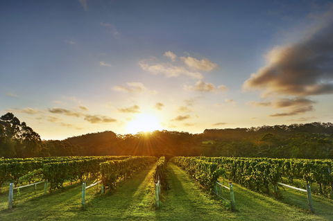 Singlefile Wines - Restaurant Darwin 1