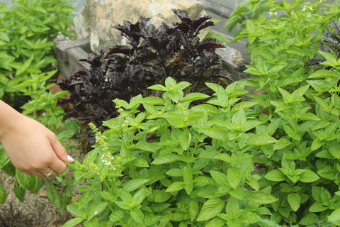 Hillview Herb Farm - Restaurant Darwin 1