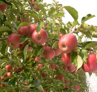Staples Apples - Restaurant Darwin