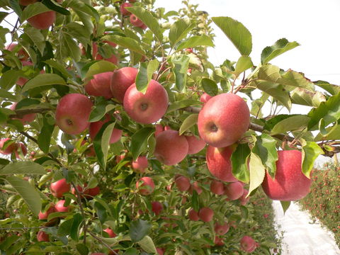 Staples Apples - Restaurant Darwin 0