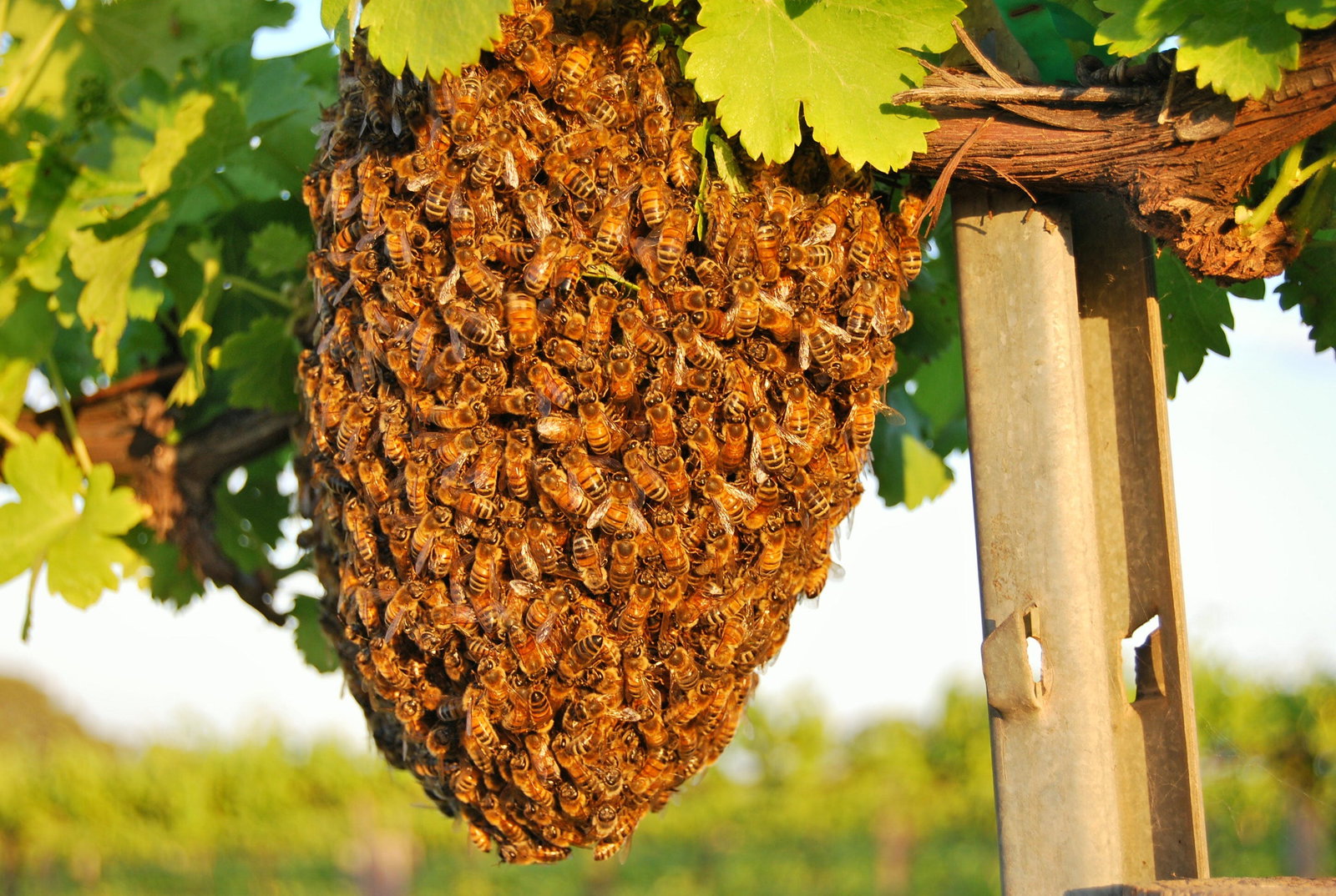 New Residence SA Restaurant Darwin