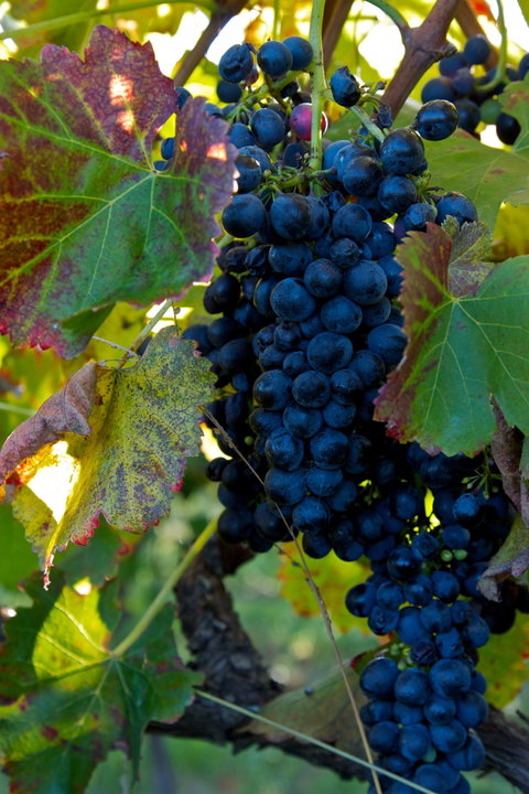 Wimbaliri Wines - Restaurant Darwin 2