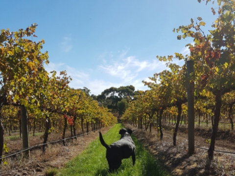 Ruddenklau Wines - Restaurant Darwin 0